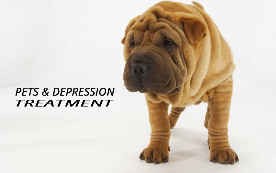 Do pets help for Depression Treatment